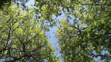 arka planda mavi gökyüzü ile ormanda ağaçlar 