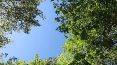 arka planda mavi gökyüzü ile ormanda ağaçlar 