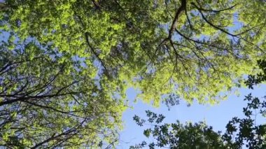 arka planda mavi gökyüzü ile ormanda ağaçlar 