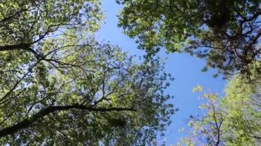 arka planda mavi gökyüzü ile ormanda ağaçlar 