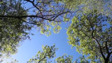 arka planda mavi gökyüzü ile ormanda ağaçlar 