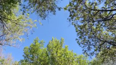 arka planda mavi gökyüzü ile ormanda ağaçlar 