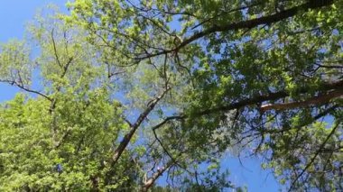 arka planda mavi gökyüzü ile ormanda ağaçlar 