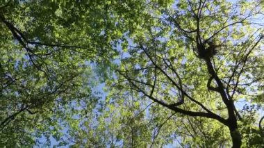 arka planda mavi gökyüzü ile ormanda ağaçlar 