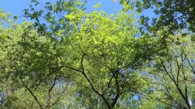 arka planda mavi gökyüzü ile ormanda ağaçlar 