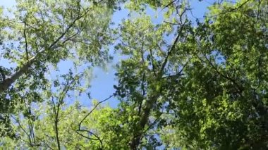 arka planda mavi gökyüzü ile ormanda ağaçlar 