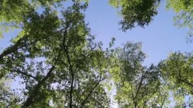 arka planda mavi gökyüzü ile ormanda ağaçlar 