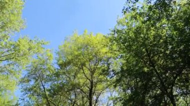 arka planda mavi gökyüzü ile ormanda ağaçlar 