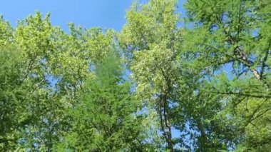 arka planda mavi gökyüzü ile ormanda ağaçlar 