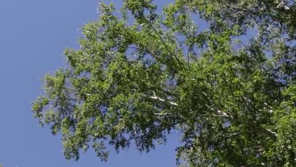 Arbres Dans Forêt Avec Ciel Bleu Sur Fond — Video