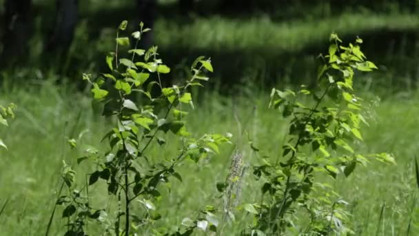 Green Grass Summer Field — Stock Video