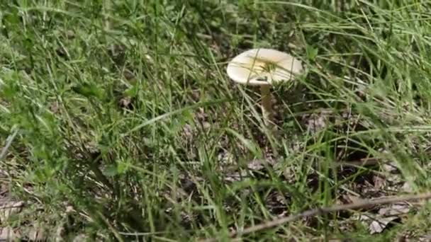 Mushroom Growing Green Grass — Stock Video