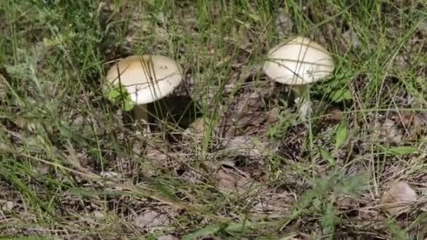 Mushrooms Growing Green Grass — Stock Video