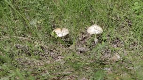 Paddenstoelen Groeien Het Groene Gras — Stockvideo