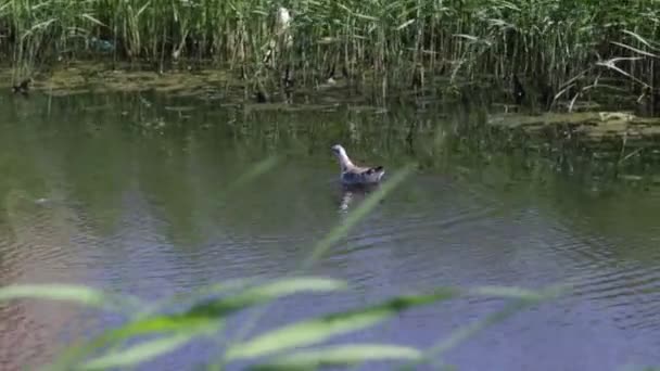 Pato Nadando Agua — Vídeo de stock