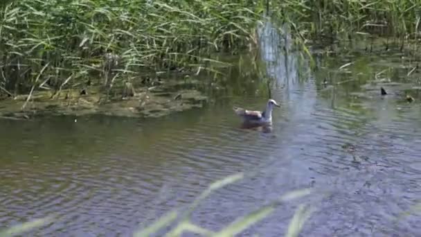 Canard nageant dans l'eau