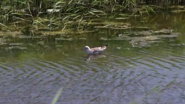 Πάπια Που Κολυμπάει Στο Νερό — Αρχείο Βίντεο