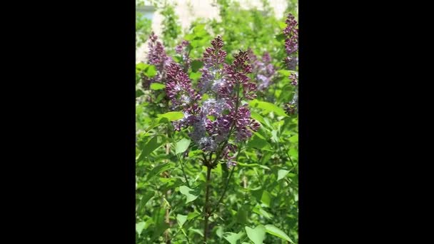 不同的开花树在春天 — 图库视频影像