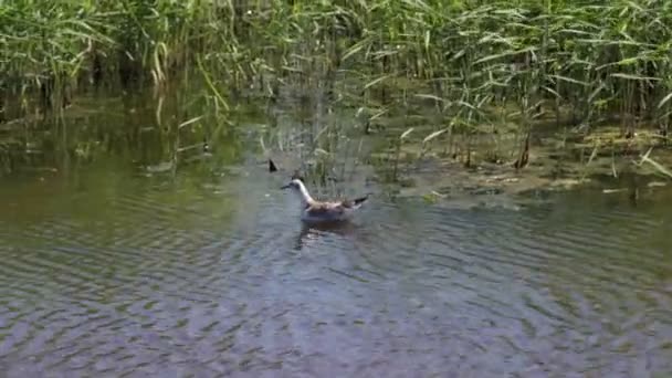 Canard Nageant Dans Eau — Video