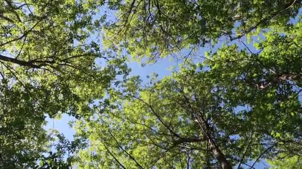Bäume Wald Mit Blauem Himmel Hintergrund — Stockvideo