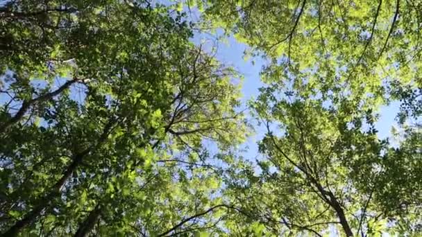 Árvores Floresta Com Céu Azul Fundo — Vídeo de Stock