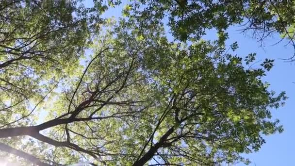 Δέντρα Στο Δάσος Μπλε Ουρανό Στο Παρασκήνιο — Αρχείο Βίντεο