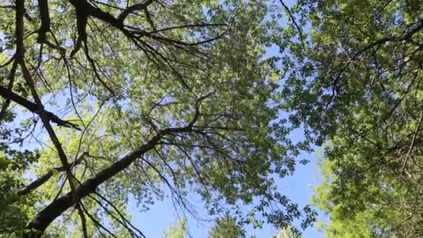 Дерева Лісі Блакитним Небом Фоні — стокове відео