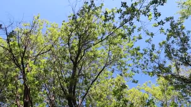 Arbres Dans Forêt Avec Ciel Bleu Sur Fond — Video