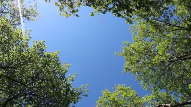 Árboles Bosque Con Cielo Azul Fondo — Vídeos de Stock