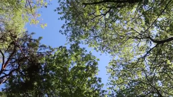 Árboles Bosque Con Cielo Azul Fondo — Vídeo de stock