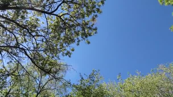 Árvores Floresta Com Céu Azul Fundo — Vídeo de Stock