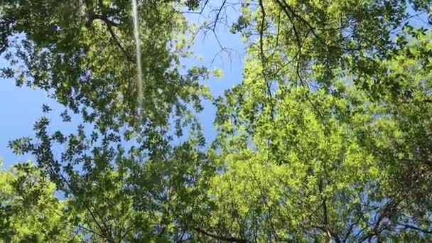 Árvores Floresta Com Céu Azul Fundo — Vídeo de Stock