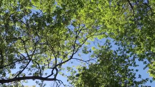 Árvores Floresta Com Céu Azul Fundo — Vídeo de Stock