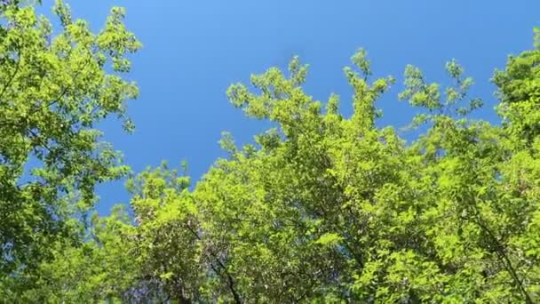 Alberi Nella Foresta Con Cielo Blu Sullo Sfondo — Video Stock