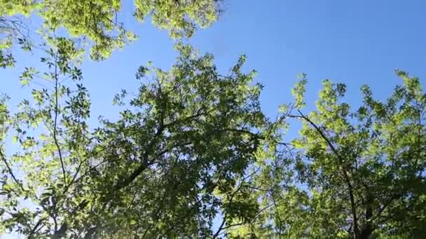 Arbres Dans Forêt Avec Ciel Bleu Sur Fond — Video