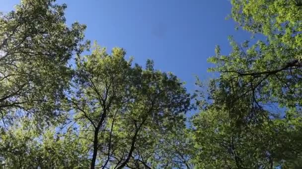 Arbres Dans Forêt Avec Ciel Bleu Sur Fond — Video