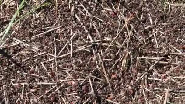 Gran Colina Hormigas Del Bosque — Vídeo de stock