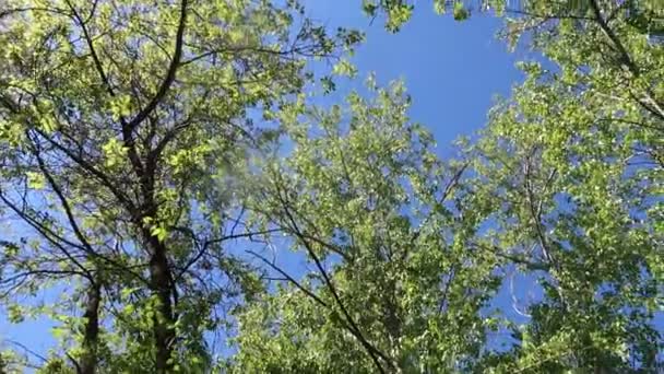 Arbres Dans Forêt Avec Ciel Bleu Sur Fond — Video