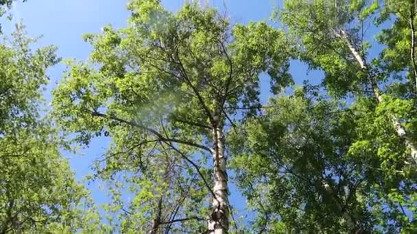 Fák Erdőben Kék Eget Háttérben — Stock videók