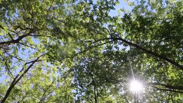 Árvores Floresta Com Céu Azul Fundo — Vídeo de Stock