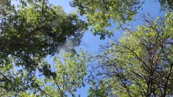 Drzew Lesie Błękitnym Niebem Tle — Wideo stockowe