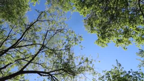 Träd Skogen Med Blå Himmel Bakgrunden — Stockvideo