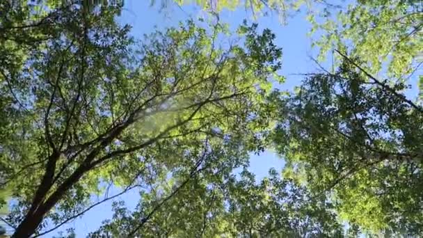 Träd Skogen Med Blå Himmel Bakgrunden — Stockvideo