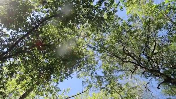 Arbres Dans Forêt Avec Ciel Bleu Sur Fond — Video