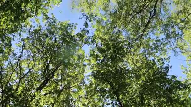Дерева Лісі Блакитним Небом Фоні — стокове відео