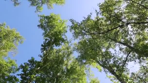 Arka Planda Mavi Gökyüzü Ile Ormanda Ağaçlar — Stok video