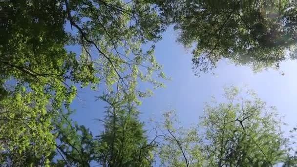 Drzew Lesie Błękitnym Niebem Tle — Wideo stockowe