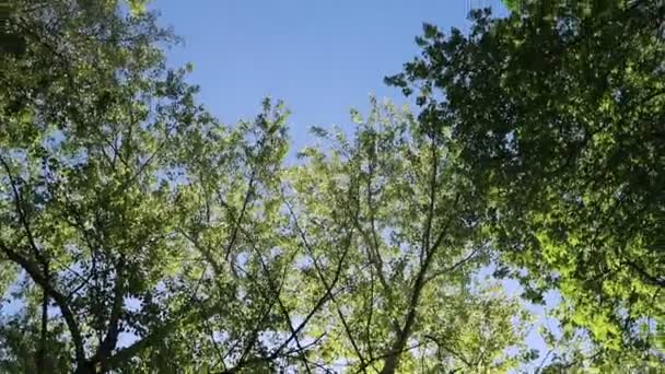 Árboles Bosque Con Cielo Azul Fondo — Vídeo de stock