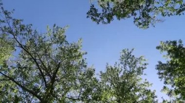 arka planda mavi gökyüzü ile ormanda ağaçlar 
