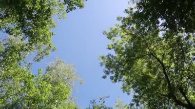 arka planda mavi gökyüzü ile ormanda ağaçlar 